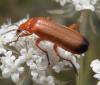 Rhagonycha fulva